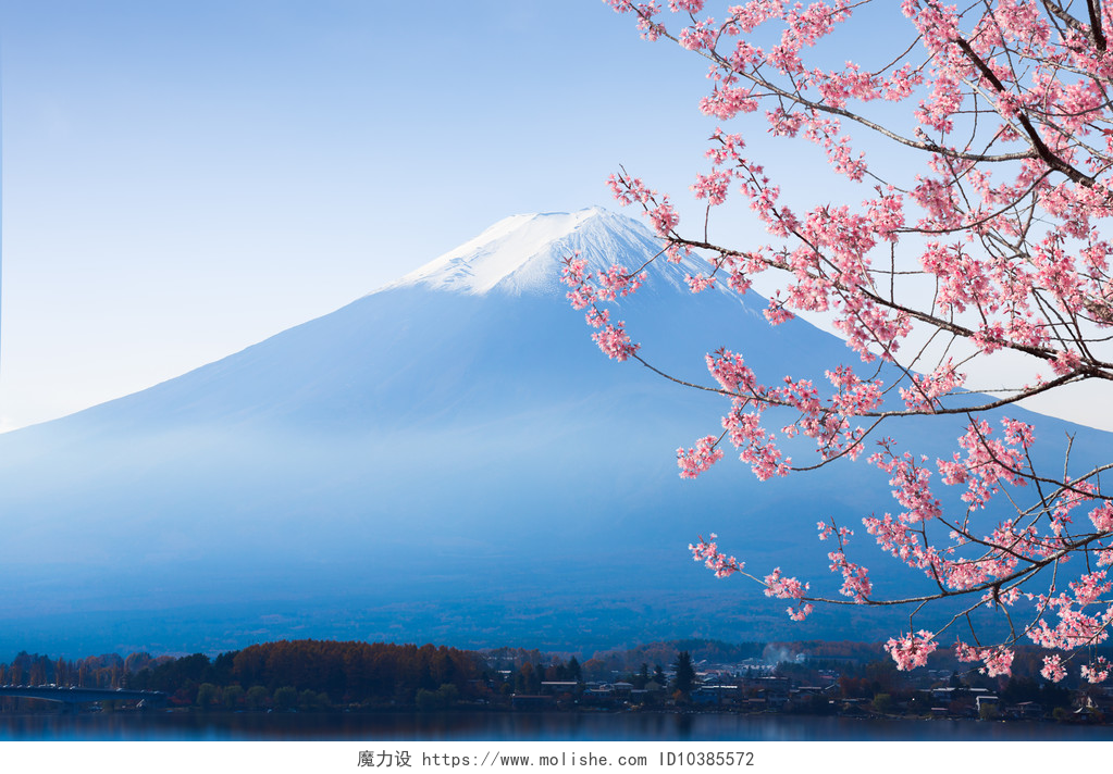 富士山的樱花富士山